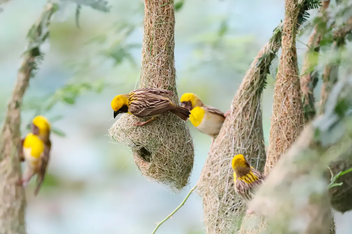 A detailed reference guide showing various bird nest types found in different natural habitats.